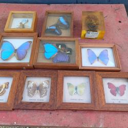 Série de Papillons Exotiques et Autres