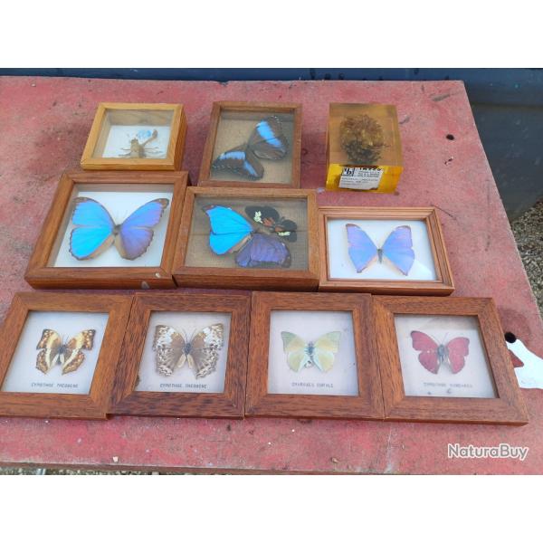 Série de Papillons Exotiques et Autres