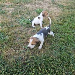 Cède chiots femelles beagles Elisabeth