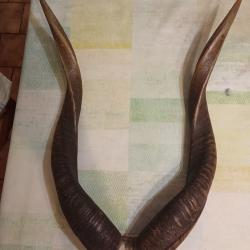 Trophée de chasse d'une antilope sitatunga Congo