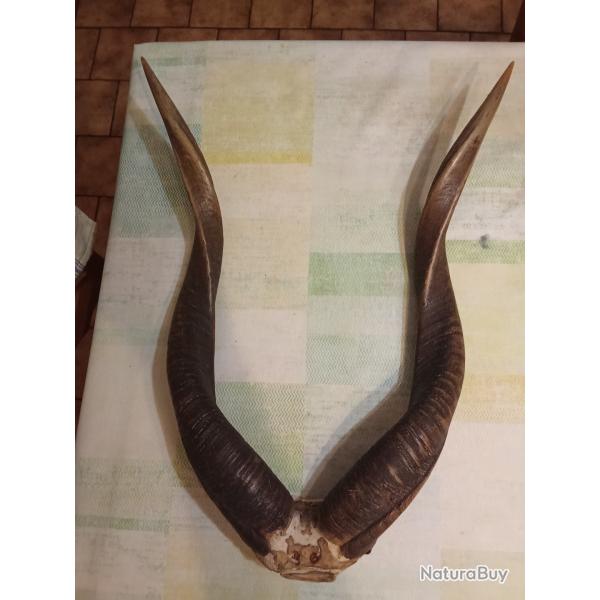 Trophe de chasse d'une antilope sitatunga Congo
