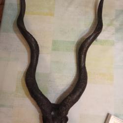Trophée de chasse d'une antilope petit koudou Somalie