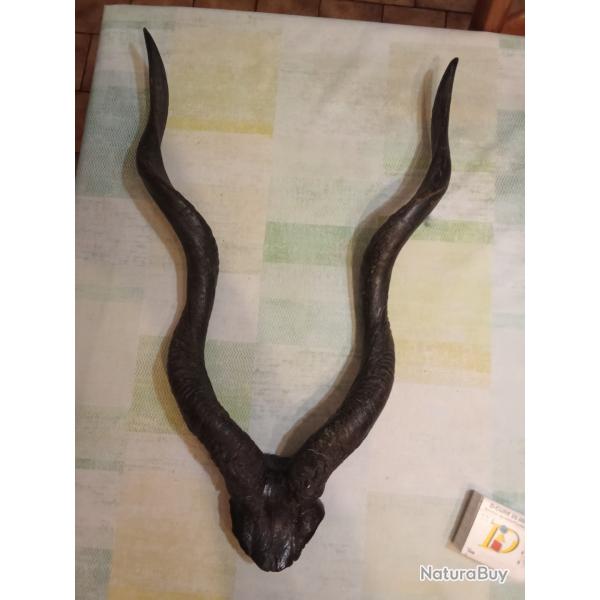 Trophe de chasse d'une antilope petit koudou Somalie