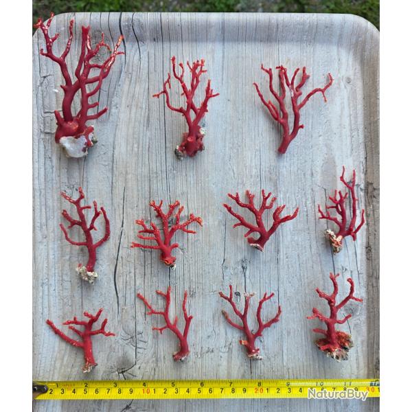 Collection 1 lot de 11 coquillages rouges