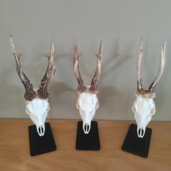 Support, socle trophée de brocard(taxidermie)  nouveau finition thermolaquée