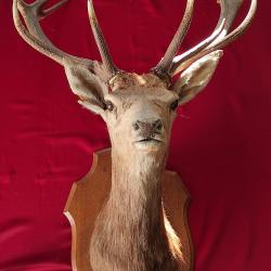 Trophée tête de cerf naturalisée
