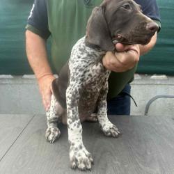 Chiots braque allemand