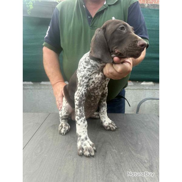 Chiots braque allemand