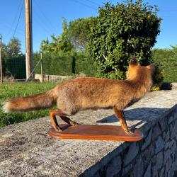 Renard Naturalisé