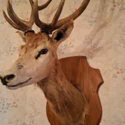 Tête de cerf