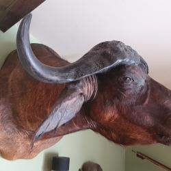 BUFFLE CAFFER CAFFER