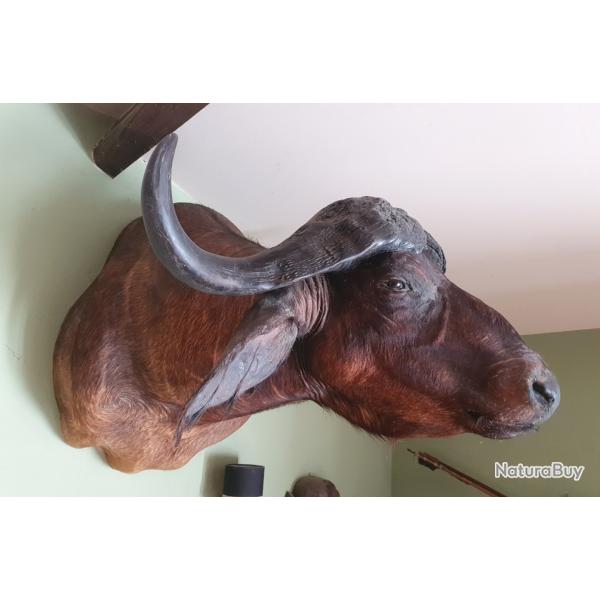 BUFFLE CAFFER CAFFER