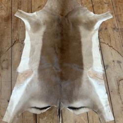 Peau impala mâle Afrique du Sud