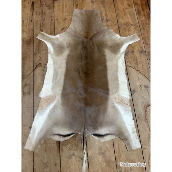 Peau impala mle Afrique du Sud