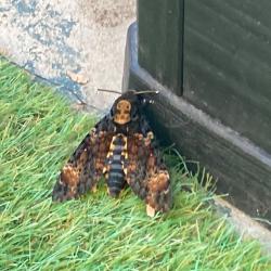 Sphinx à tête de mort