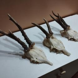 3 TROPHEE DE CHEVREUIL BROCARD TAXIDERMIE CHASSE