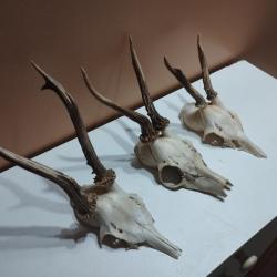 3 TROPHEE DE CHEVREUIL BROCARD TAXIDERMIE CHASSE