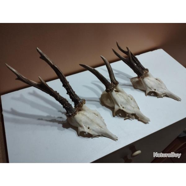 3 TROPHEE DE CHEVREUIL BROCARD TAXIDERMIE CHASSE