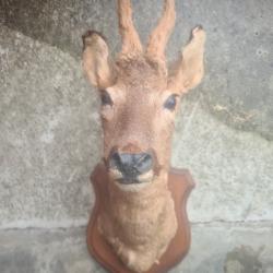 Tête de chevreuil