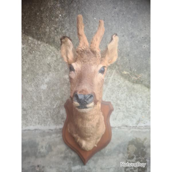 Tte de chevreuil