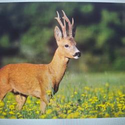 Recherche bracelets chevreuils a l'approche.