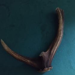 MORCEAU BOIS MUE CERF AVEC MEULE ANDOUILLER MASSACRE POUR COUTELLERIE CHIEN USAGE DIVERS