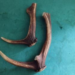 2 MORCEAUX BOIS MUES CERF AVEC MEULES ANDOUILLERS MASSACRES POUR COUTELLERIE CHIEN USAGE DIVERS