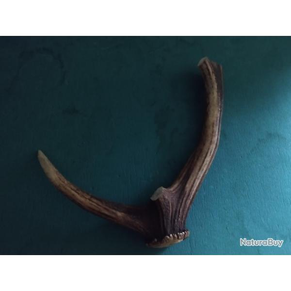 MORCEAU BOIS MUE CERF AVEC MEULE ANDOUILLER MASSACRE POUR COUTELLERIE CHIEN USAGE DIVERS