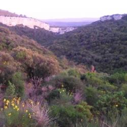 ACTION DE CHASSE SANGLIER