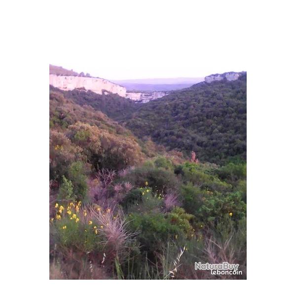 ACTION DE CHASSE SANGLIER