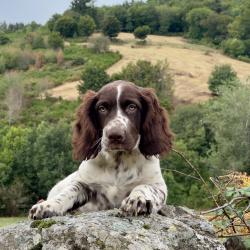 Chiot Wachtelhund