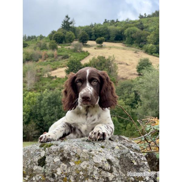Chiot Wachtelhund