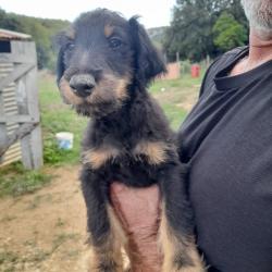 Chiot jagt terrier 400