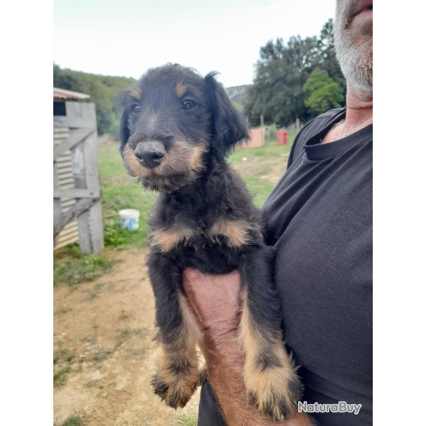 Chiot jagt terrier 400