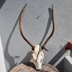 Massacre de cerf élaphe ; Cervus elaphus ( daguet )