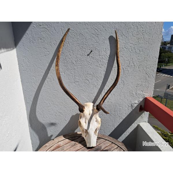 Massacre de cerf laphe ; Cervus elaphus ( daguet )