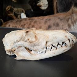 Crâne de renard roux ; Vulpes vulpes #0309