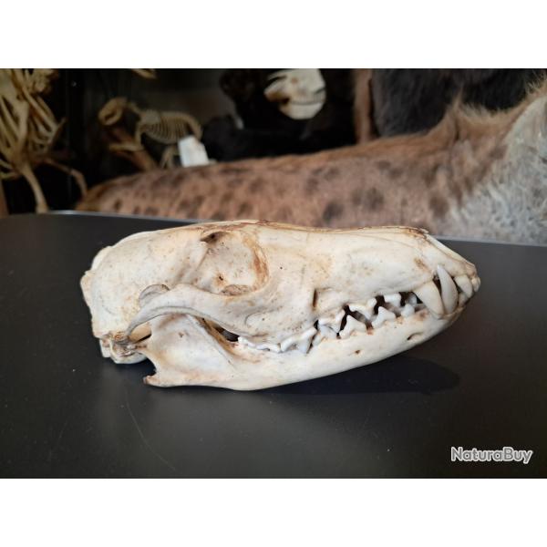 Crne de renard roux ; Vulpes vulpes #0309