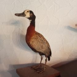 Deux dandrocygnes veufs empaillés