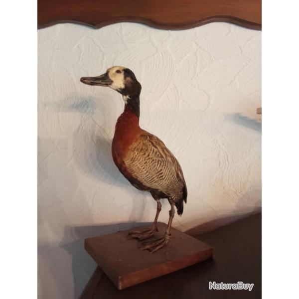 Deux dandrocygnes veufs empaills