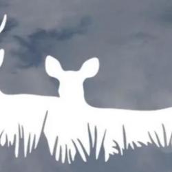 1 x Autocollants.1Euro sans réserve motif cerfs biche   pose voiture verre plastique noir ou blanc
