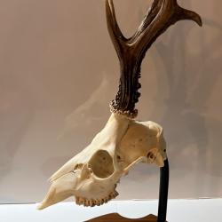 Écusson socle pour brocard