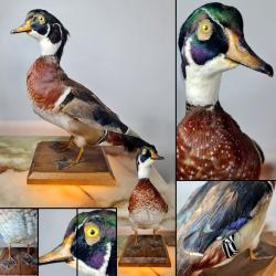 Canard Colvert (Anas platyrhynchos) soclé