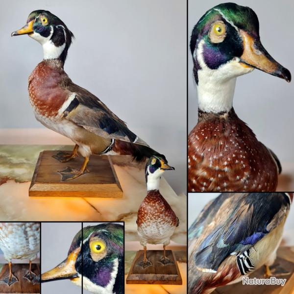 Canard Colvert (Anas platyrhynchos) socl