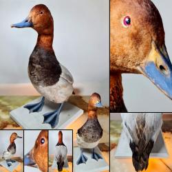 Fuligule milouin (Aythya ferina) soclé