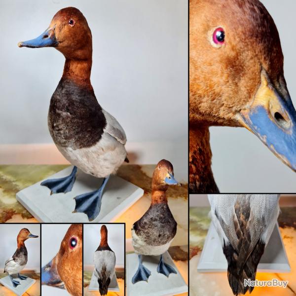 Fuligule milouin (Aythya ferina) soclé