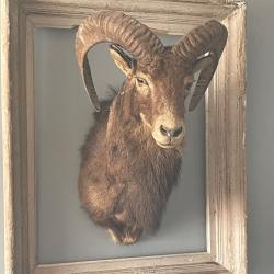 Trophée bouquetin des Pyrénées naturalisé