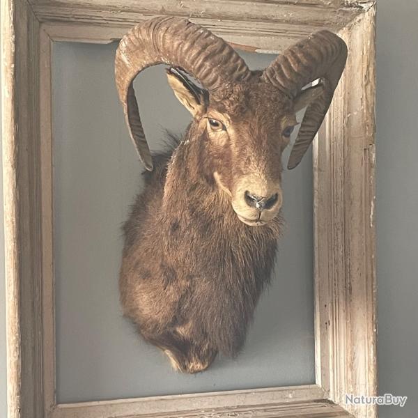 Trophe bouquetin des Pyrnes naturalis