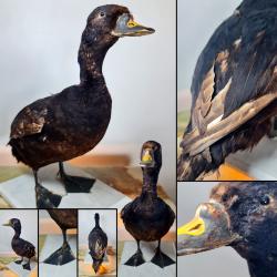 MACREUSE NOIRE (Melanitta nigra) soclé