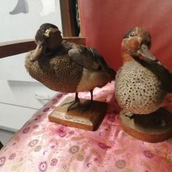 lot taxidermie